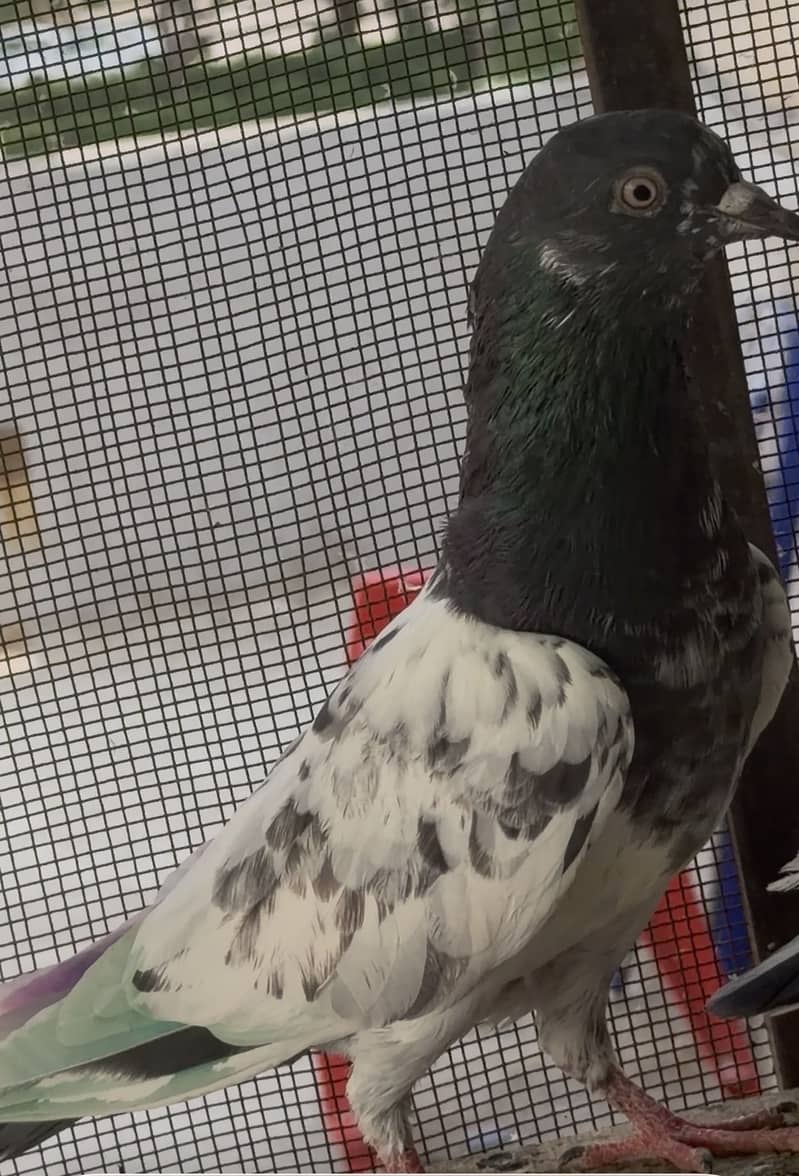 High flyerpigeons 11