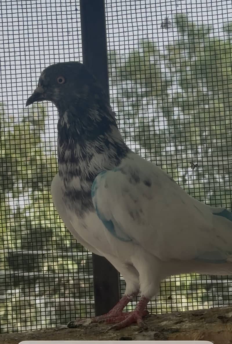 High flyerpigeons 12