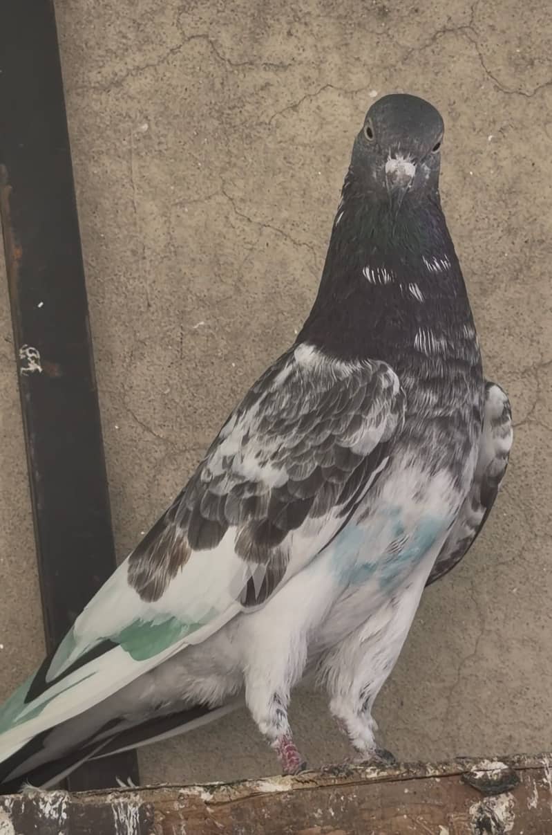 High flyerpigeons 13
