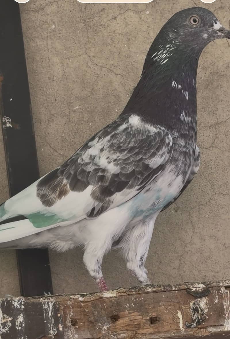 High flyerpigeons 14
