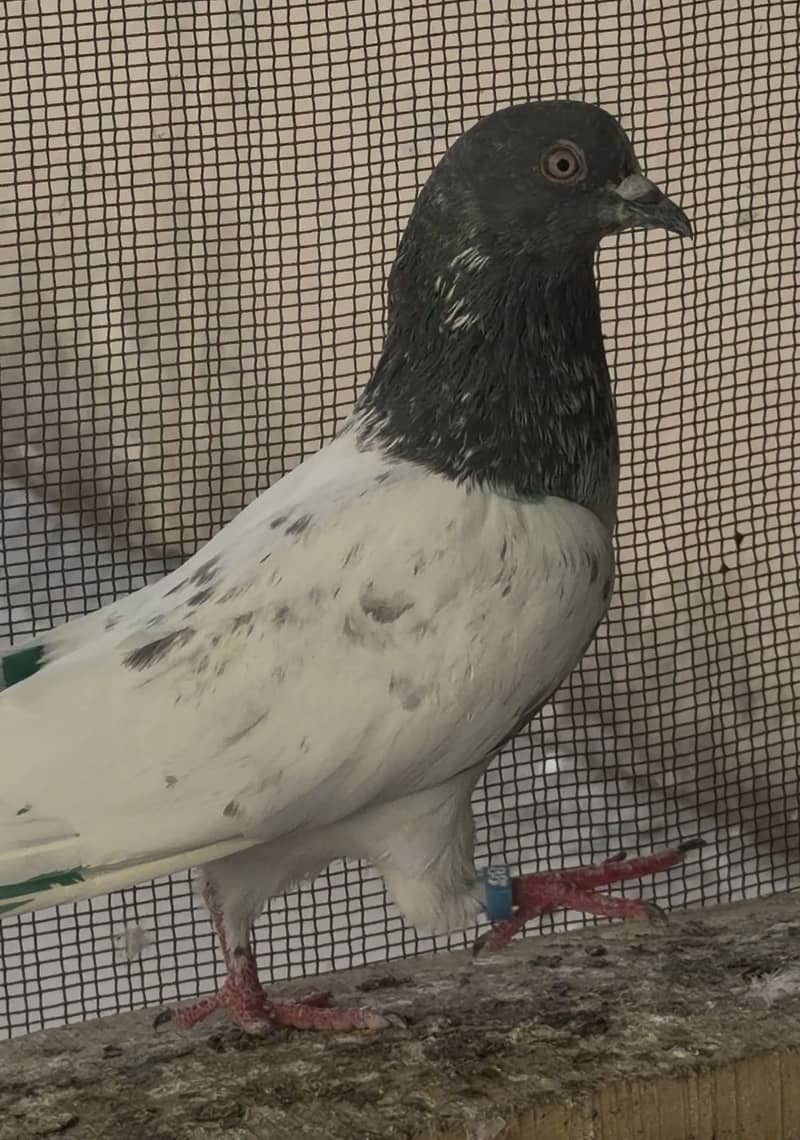 High flyerpigeons 15