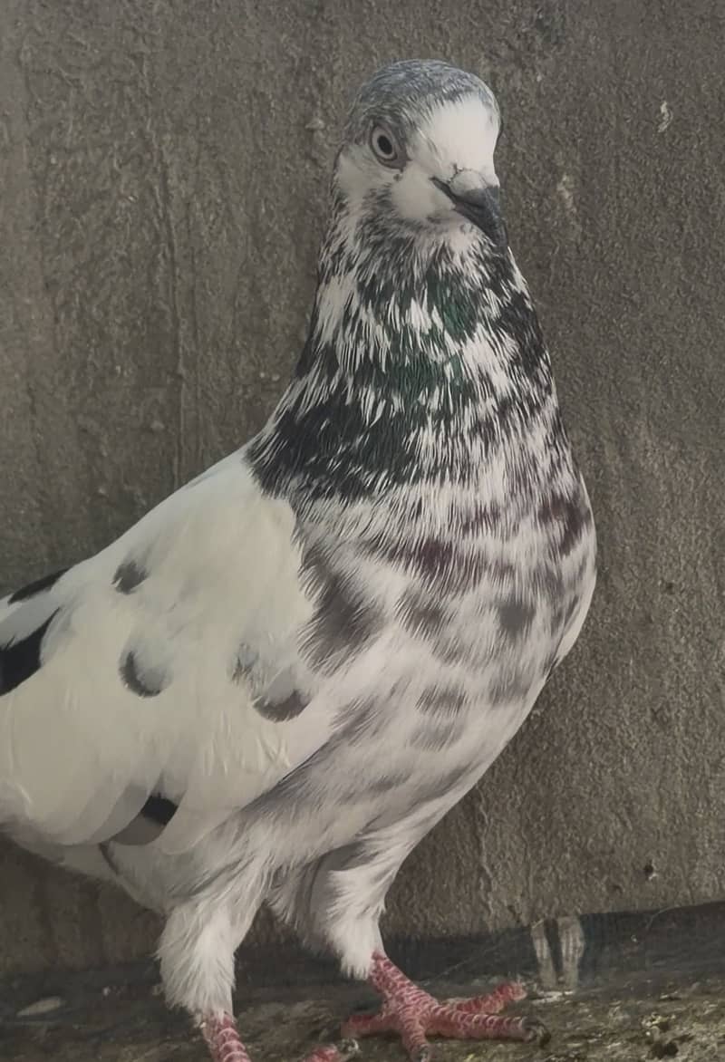 High flyerpigeons 16