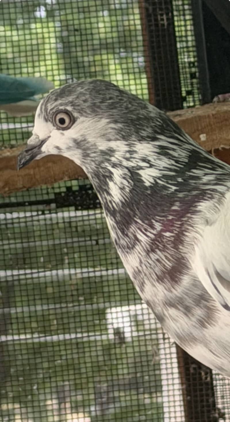 High flyerpigeons 17