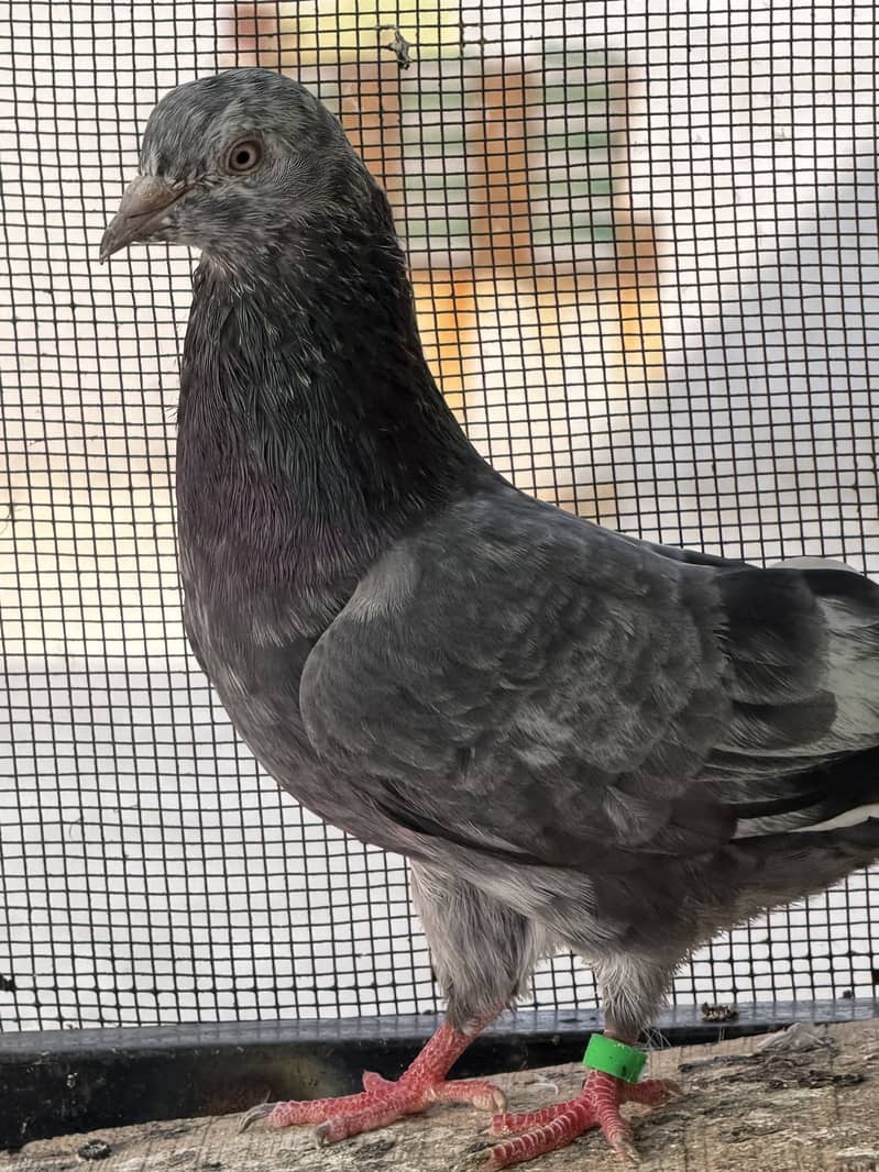 High flyerpigeons 18