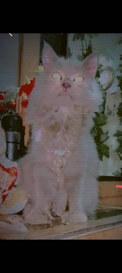 Persian cat