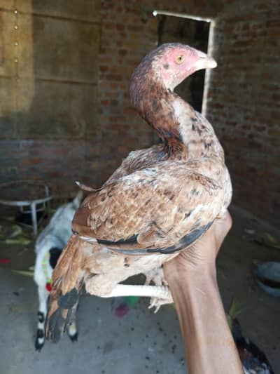 pure aseel mianwali female