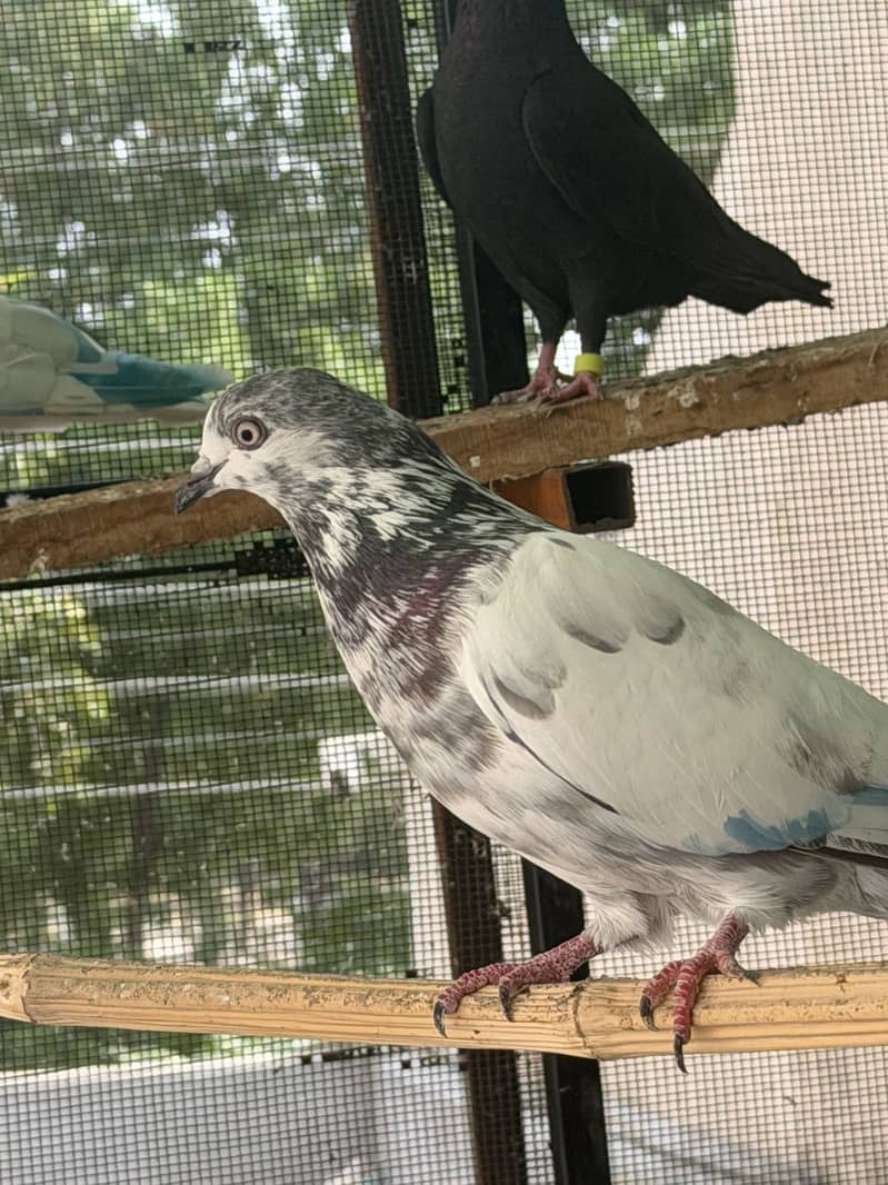 High flyerpigeons 19