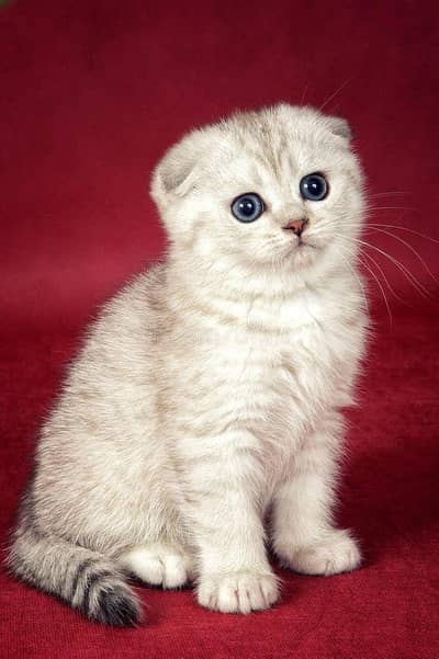 Scottish fold imported kittens available looking for a new home