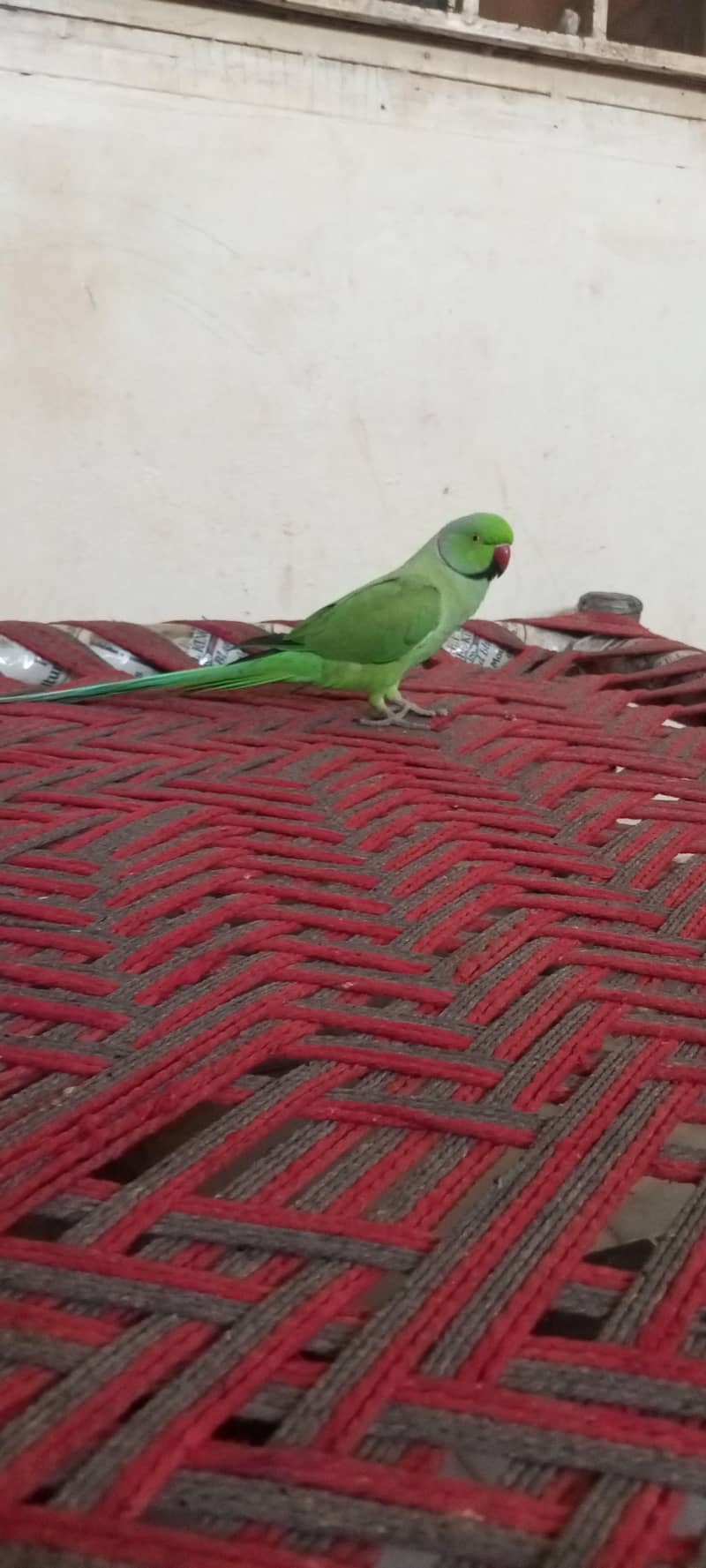 mithu 1