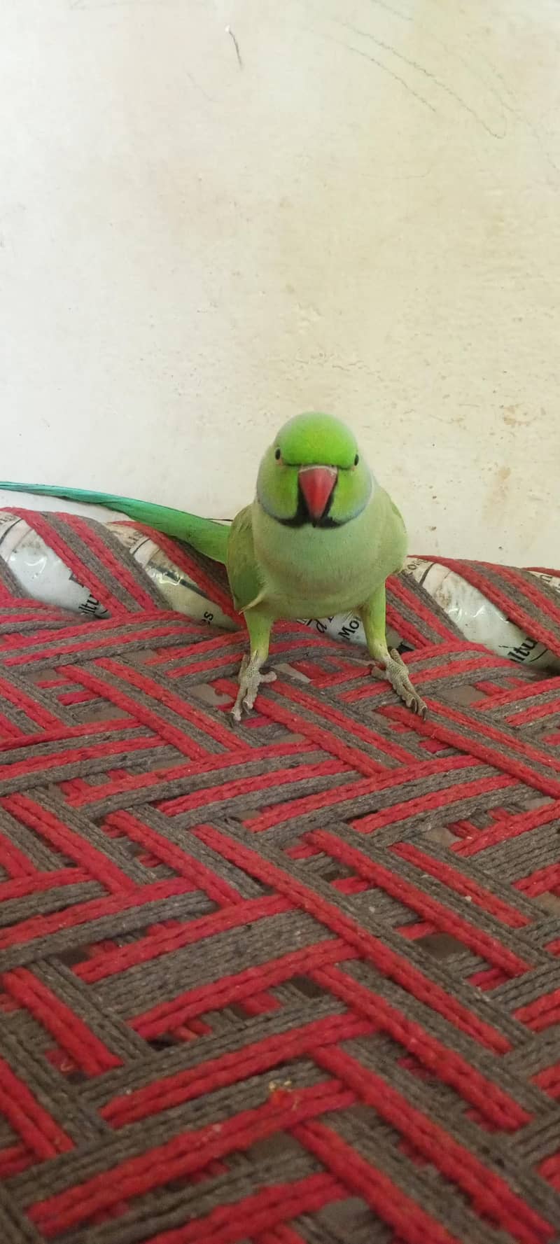 mithu 2