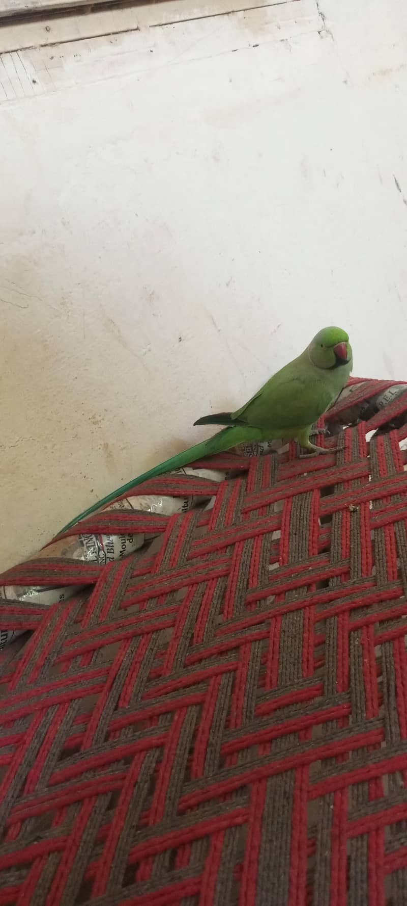mithu 3