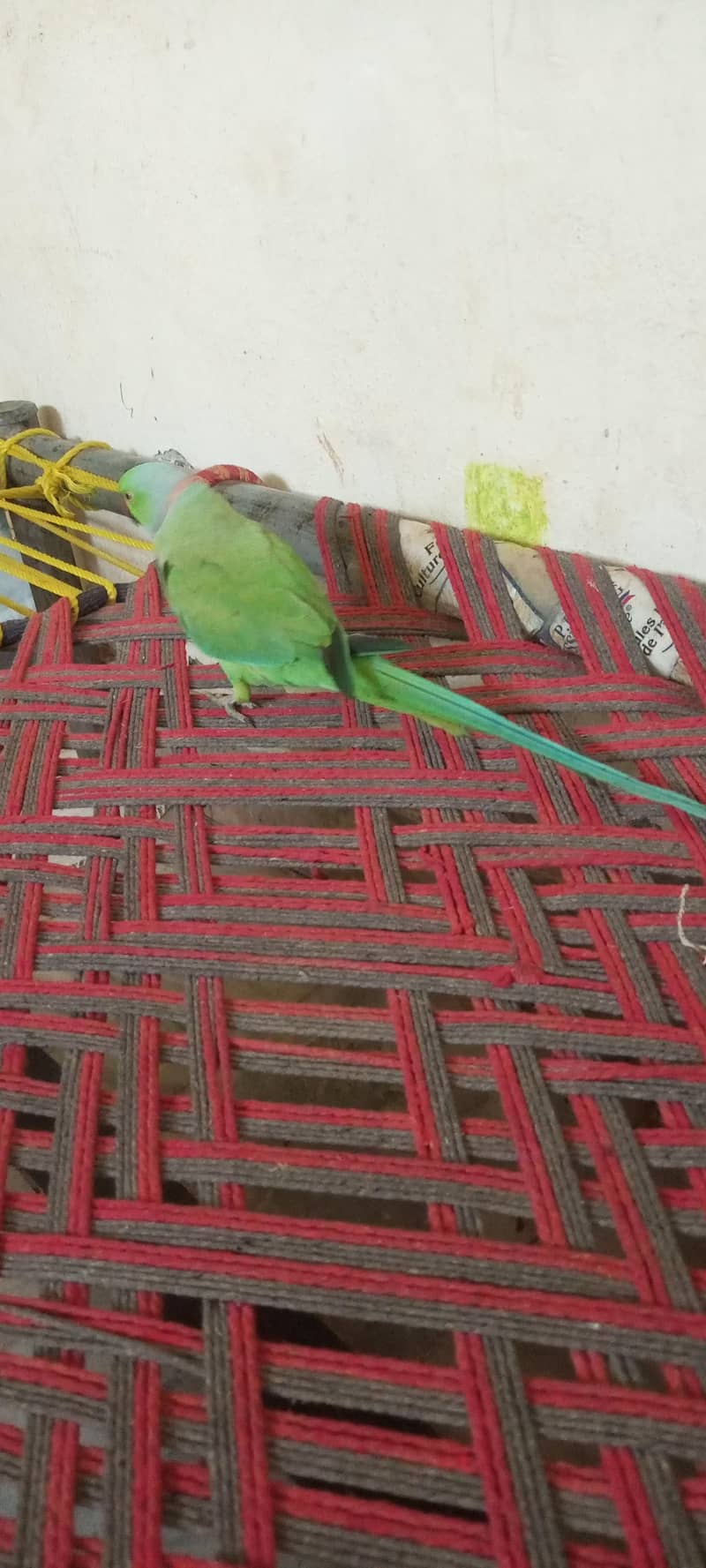 mithu 4