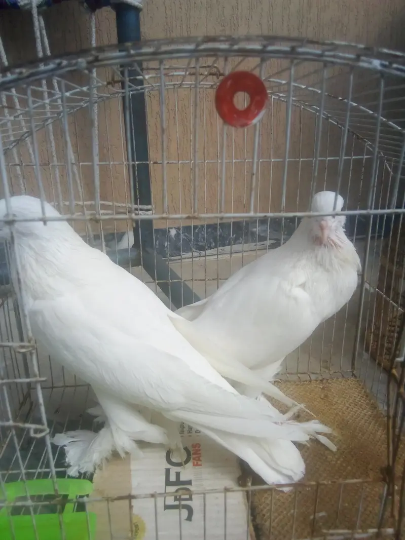 Kubota pom bredar jora for sale — photo 2