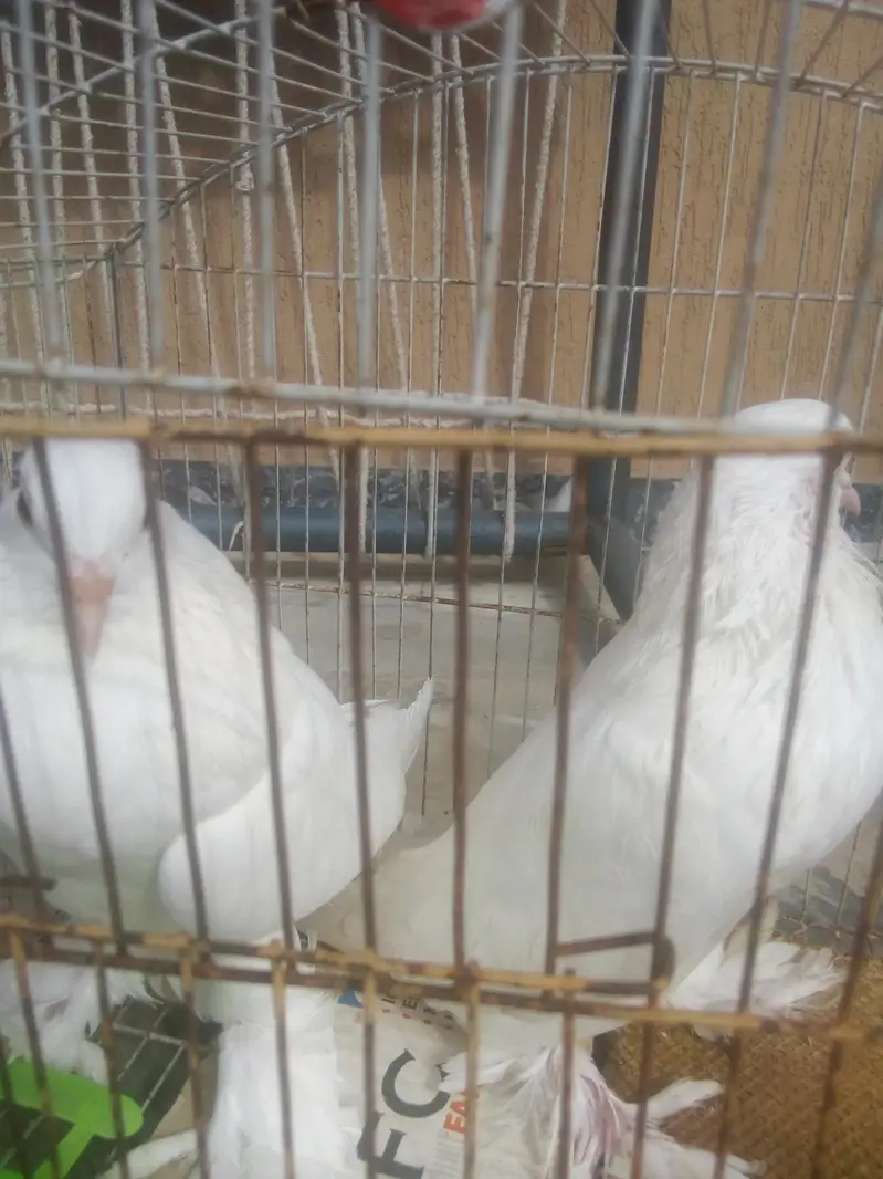 Kubota pom bredar jora for sale — photo 3