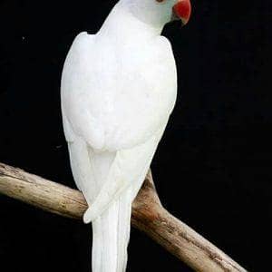 White Ringneck