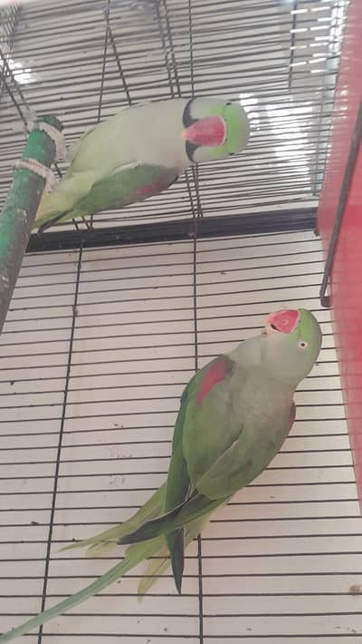 raw parrot
