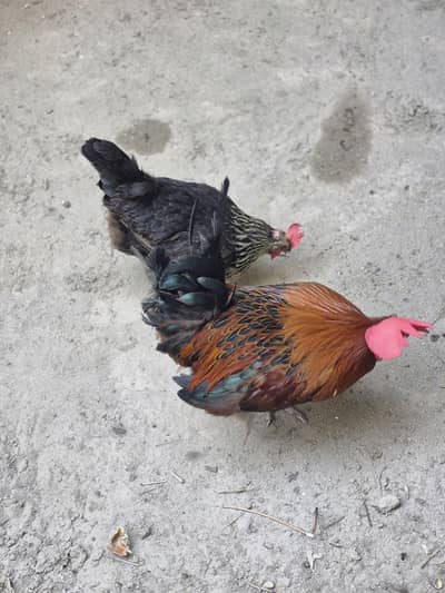 Healthy Desi Cross Rooster and Hen for Sale