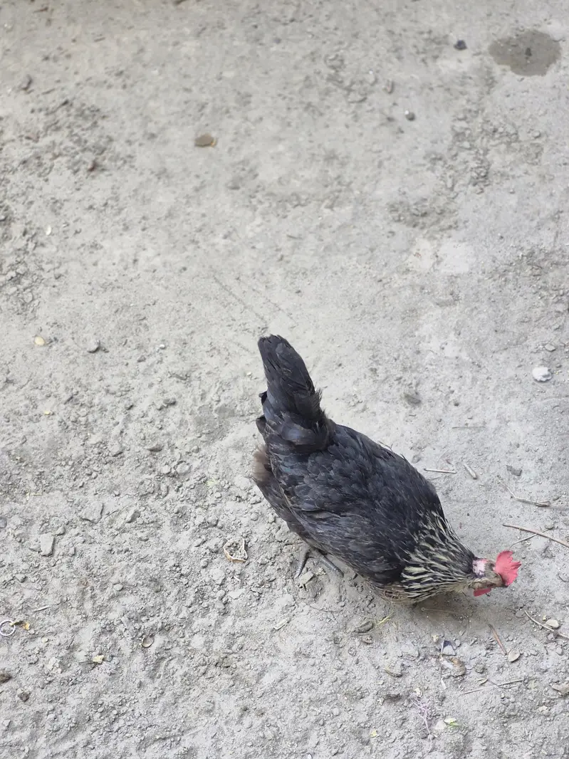 Healthy Desi Cross Rooster and Hen for Sale — photo 2