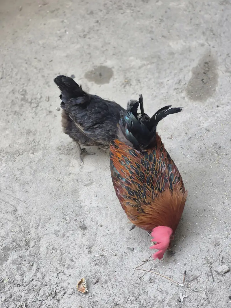 Healthy Desi Cross Rooster and Hen for Sale — photo 3