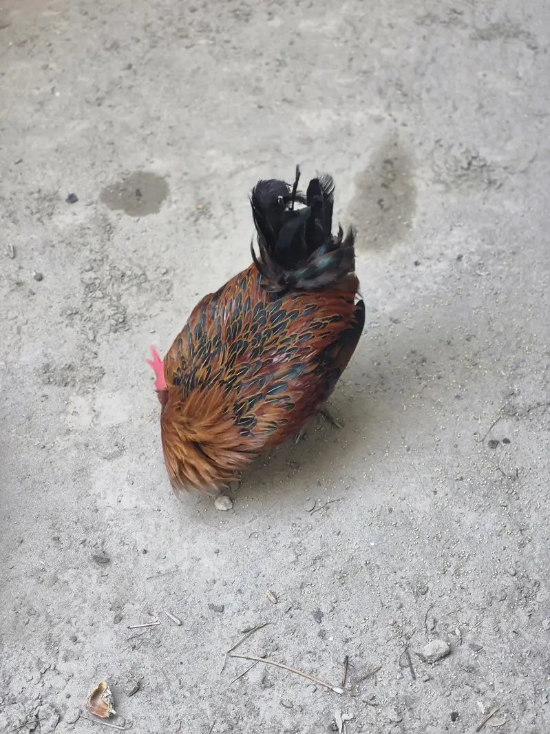 Healthy Desi Cross Rooster and Hen for Sale — photo 4