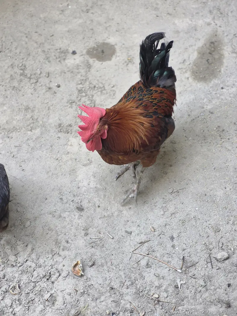 Healthy Desi Cross Rooster and Hen for Sale — photo 5