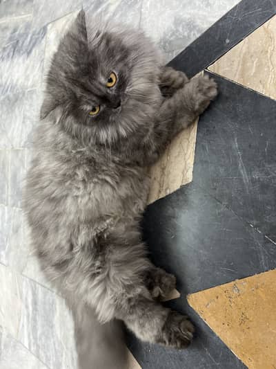 Pure Persian Cat for Sale - Healthy & Fully Vaccinated