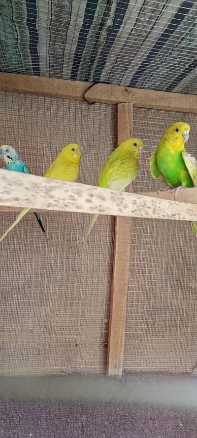 Budgie's pair's