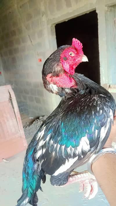 lasani male for sale 03103759121 whatsapp number