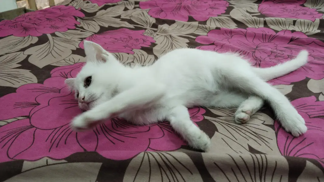 Single coat Persian cat — photo 2