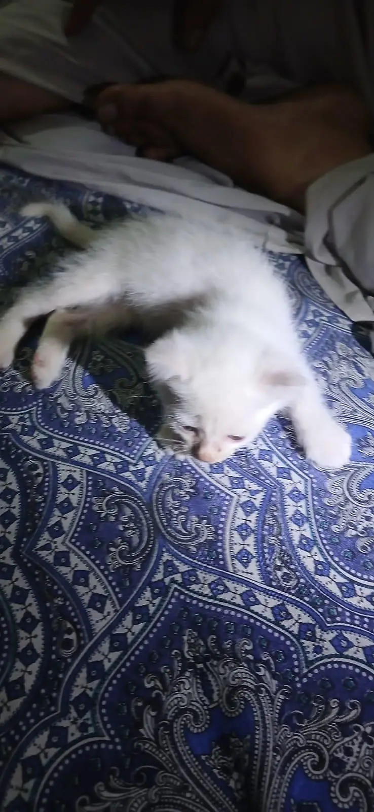 Single coat Persian cat — photo 3