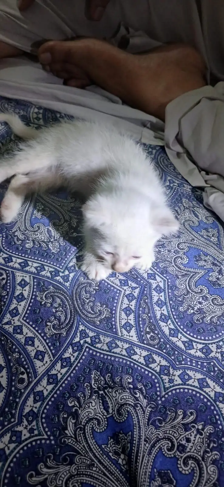 Single coat Persian cat — photo 4