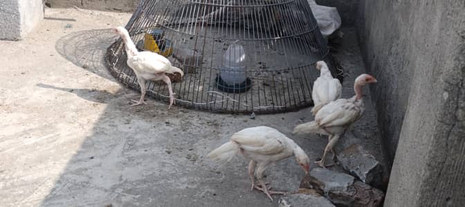 Heera chicks price final