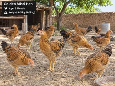 Golden misri 750 per KG