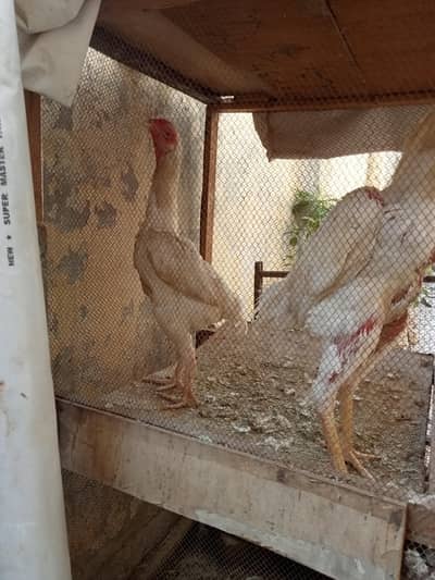 German King Shamo White Female and Japanese King  Shamo Black Female