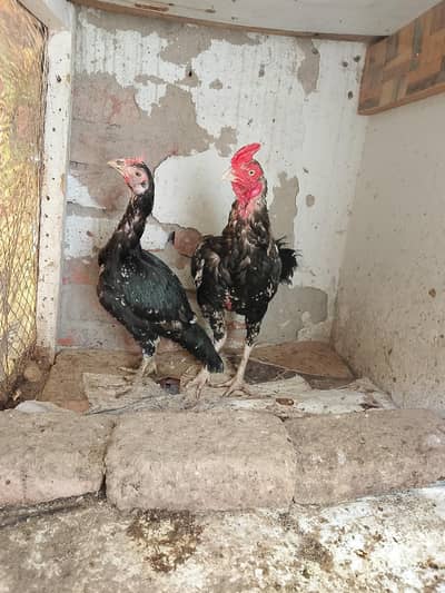 big pair for sale