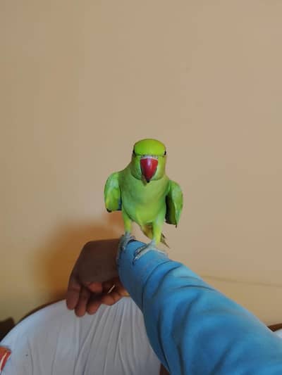 urjent sale. hand tame,friendly,zero bite ringneck(desdripton) dekhen