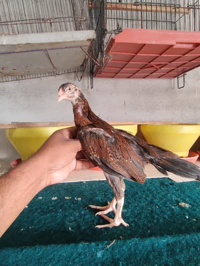 Aseel mainwali chicks