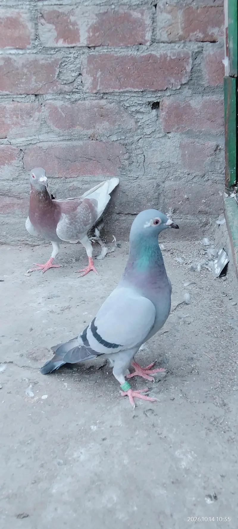 blue baar red baar — photo 3