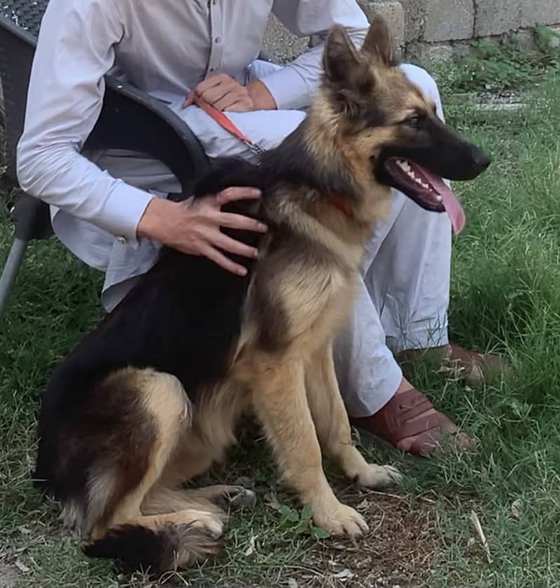 Jarman Shepherd 0