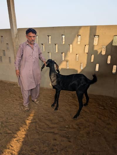 Top Quality Goats for Sale / خوبصورت اور صحت مند بکریاں برائے فروخت