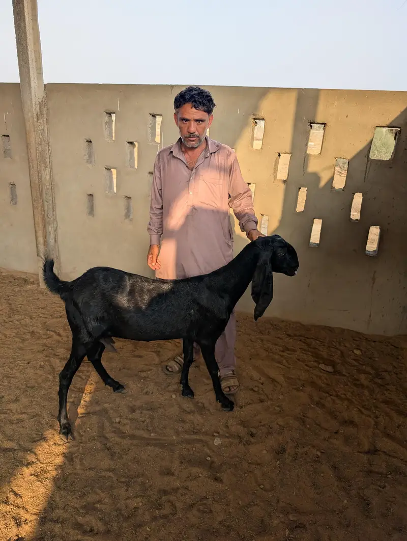 Top Quality Goats for Sale / خوبصورت اور صحت مند بکریاں برائے فروخت — photo 2