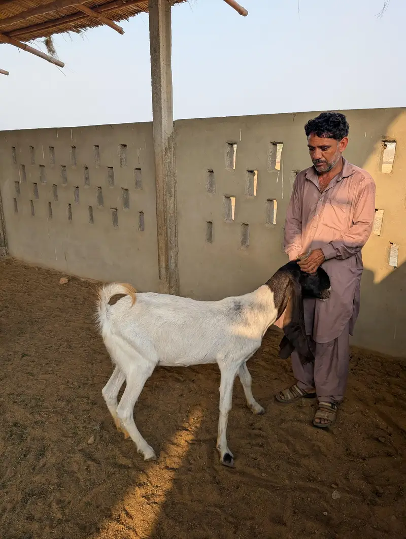 Top Quality Goats for Sale / خوبصورت اور صحت مند بکریاں برائے فروخت — photo 3