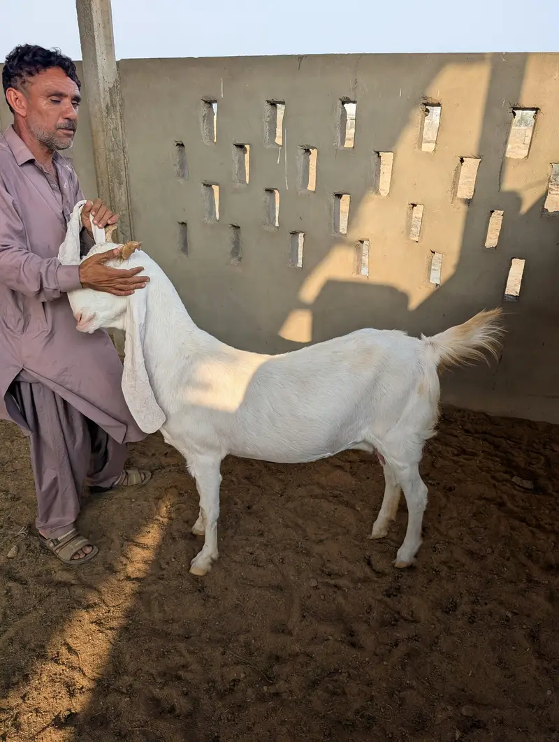 Top Quality Goats for Sale / خوبصورت اور صحت مند بکریاں برائے فروخت — photo 4