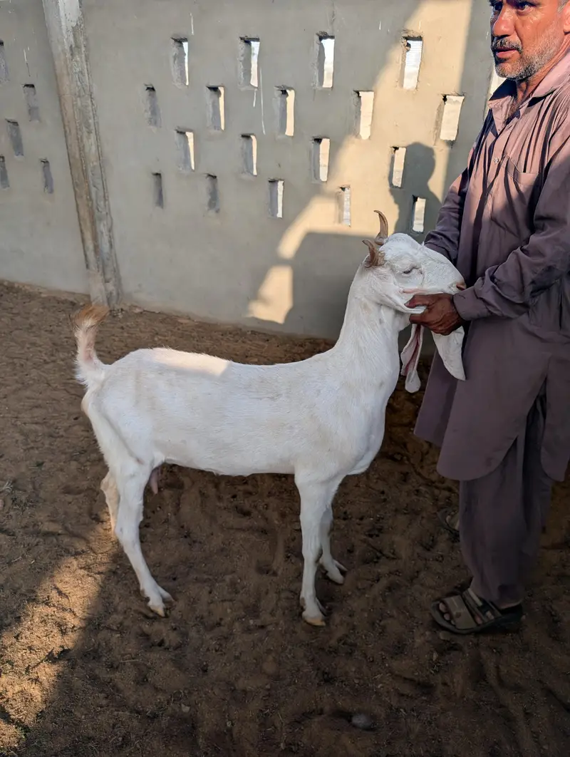 Top Quality Goats for Sale / خوبصورت اور صحت مند بکریاں برائے فروخت — photo 5