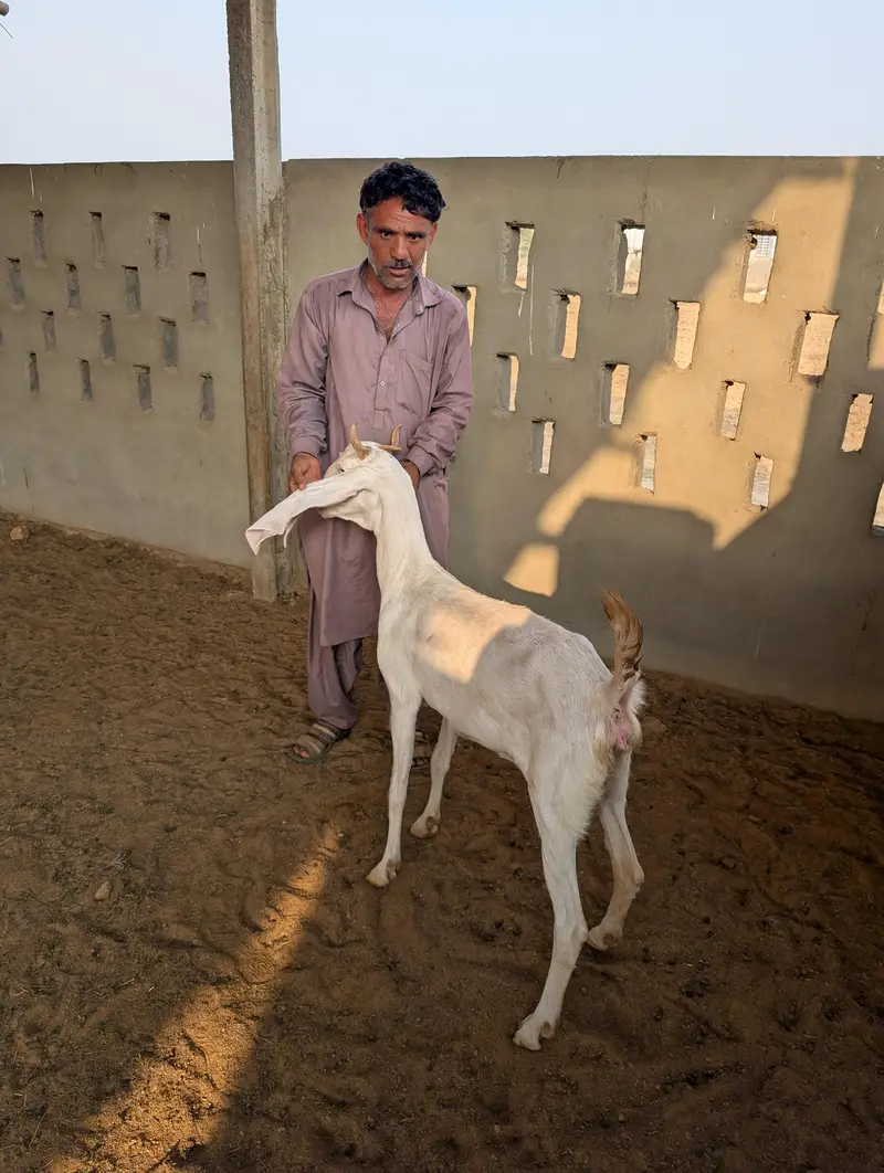 Top Quality Goats for Sale / خوبصورت اور صحت مند بکریاں برائے فروخت — photo 6