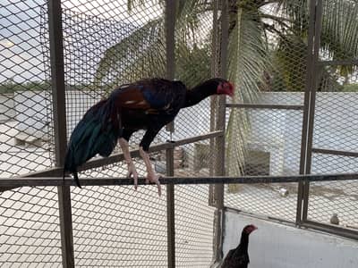 Aseel murgha home breed patthay