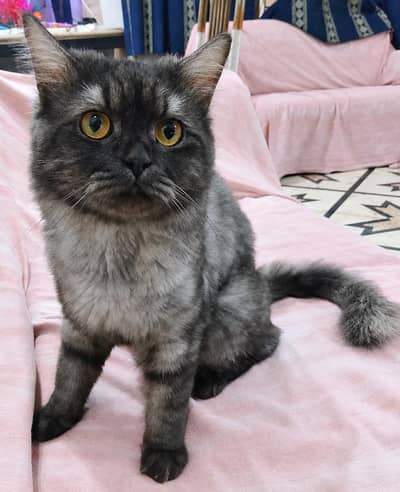 Triple coat Persian Stud Male Cat for Sale