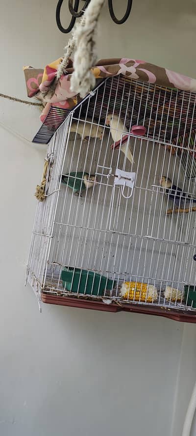 Albino Pair Breeder Blue opaline in green opaline pair
