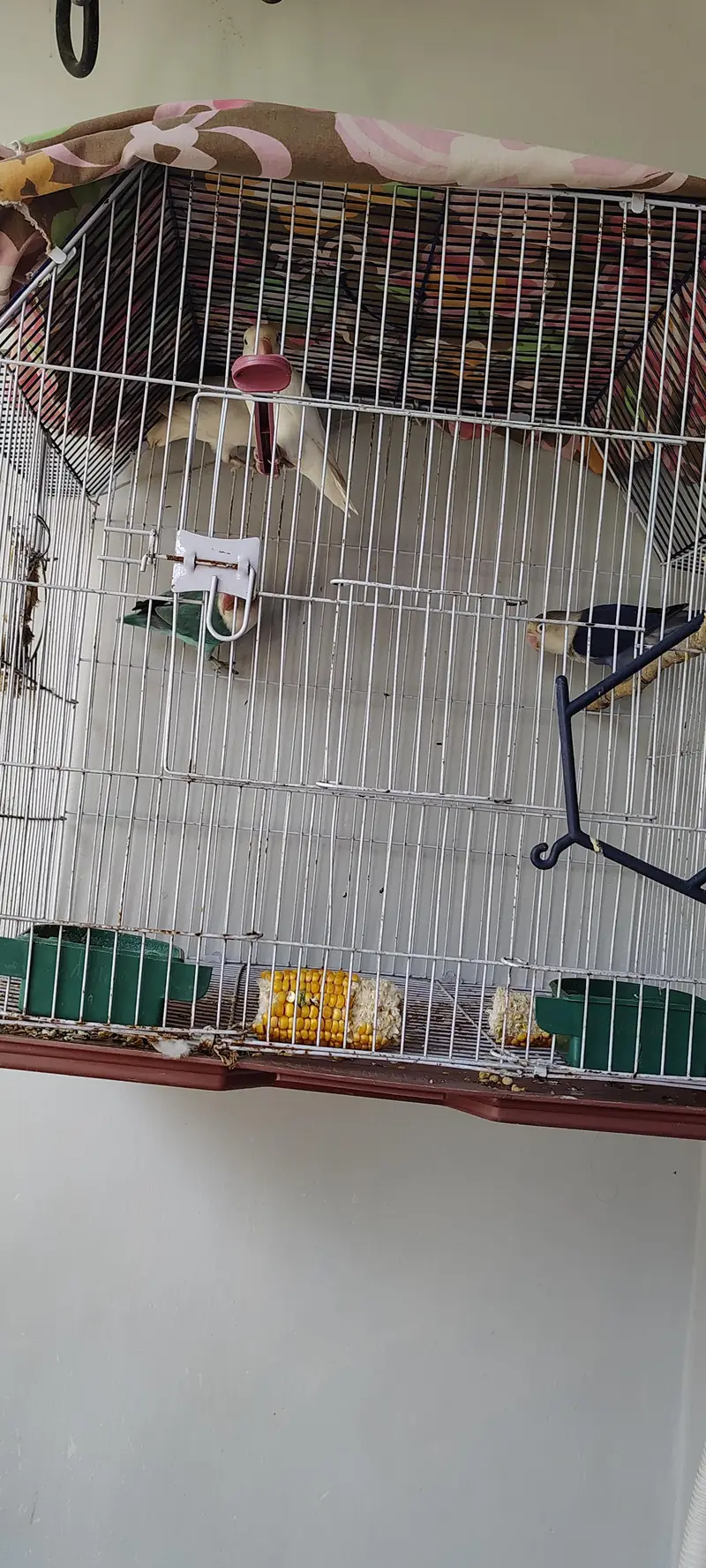 Albino Pair Breeder Blue opaline in green opaline pair — photo 2