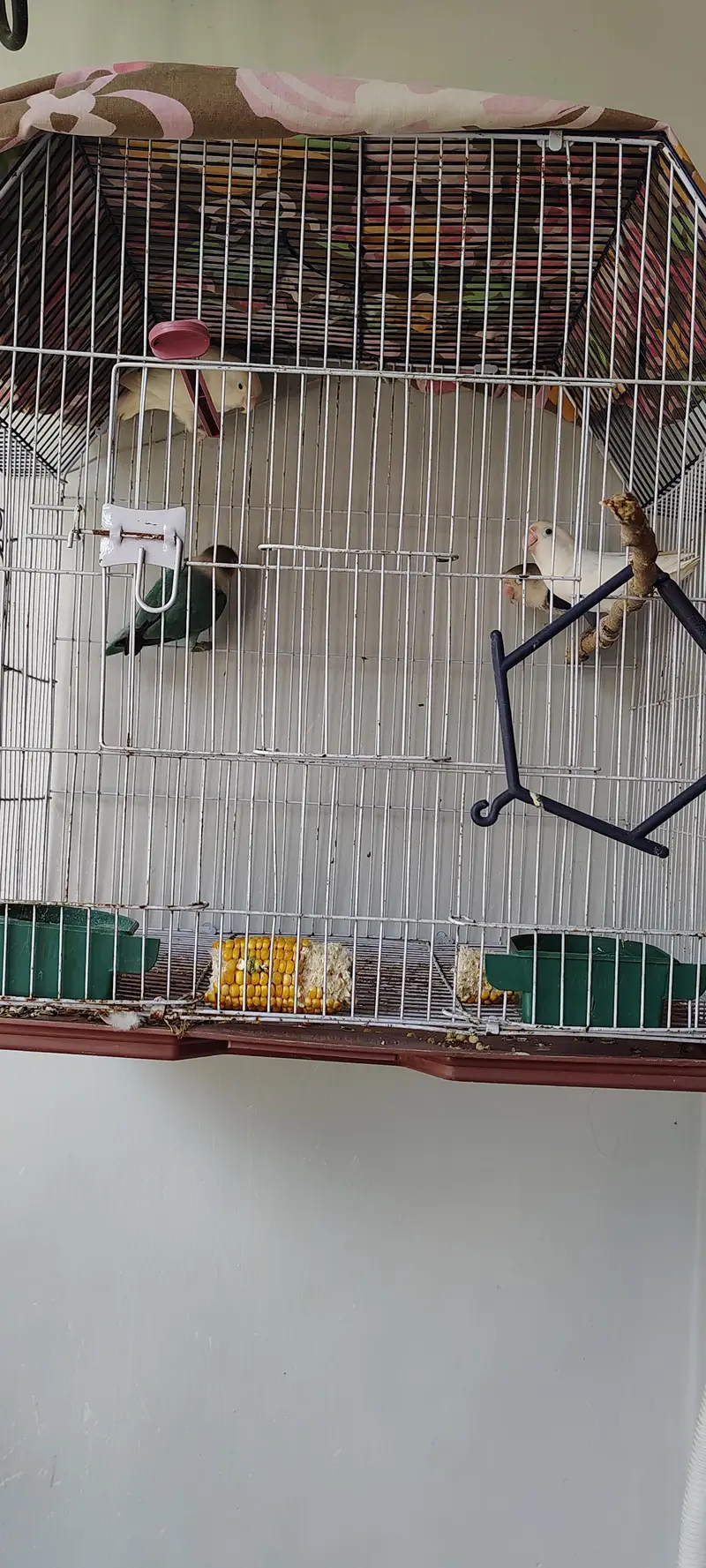 Albino Pair Breeder Blue opaline in green opaline pair — photo 3